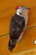 Thumbs/tn_D04017.jpg
