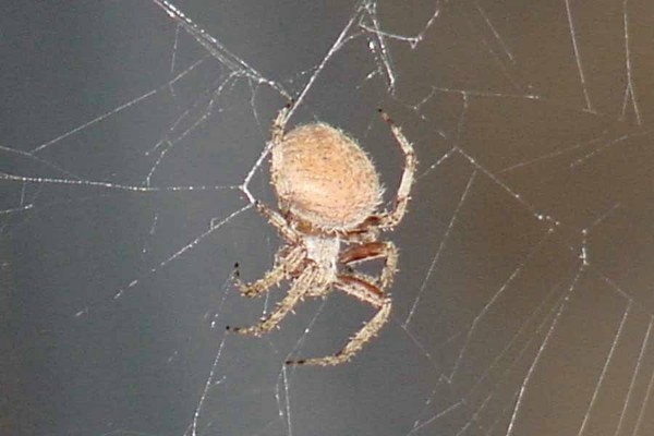 ../Images/Misc034.jpg