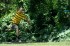 Thumbs/tn_Mm06071.jpg