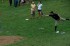 Thumbs/tn_MMF909108.jpg